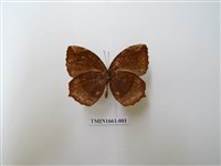 藏品(藍紋鋸眼蝶)的圖片